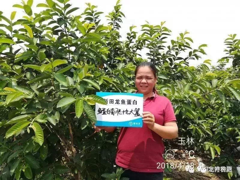 种植番石榴一亩挣多少钱,种植10亩番石榴大概成本要多少钱