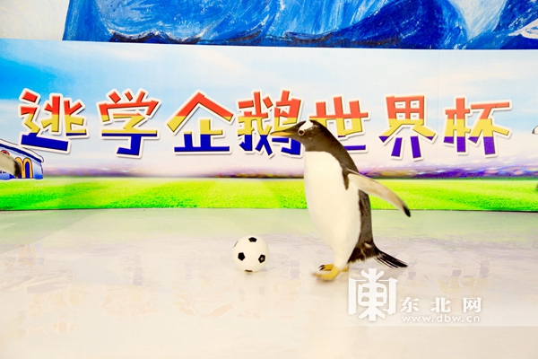 哈尔滨极地馆逃学企鹅直播,哈尔滨极地公园逃学企鹅馆