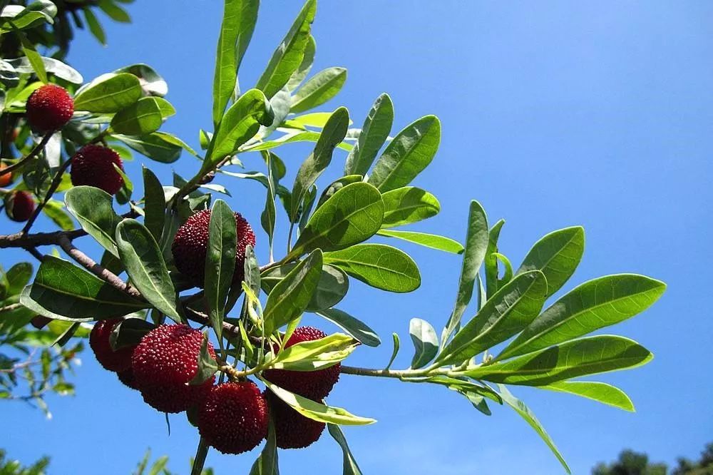 一颗杨梅就有六条蛆,一棵杨梅多年不结果是什么原因