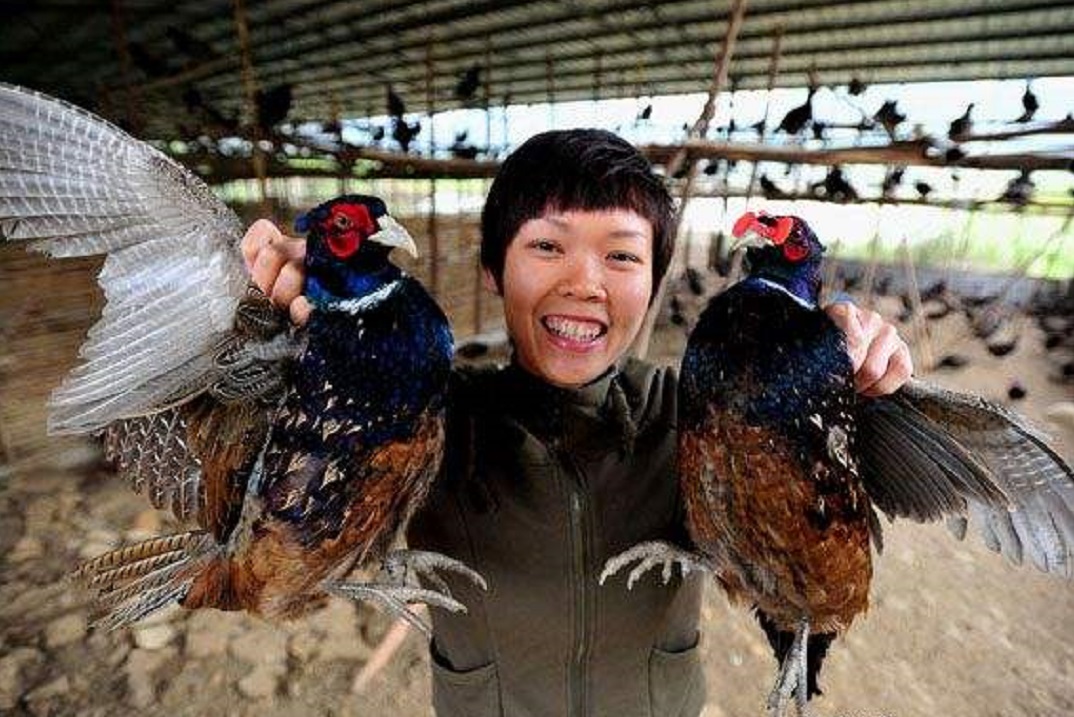 农村怎么创业成本低收获高,985大学生回农村创业带农民致富