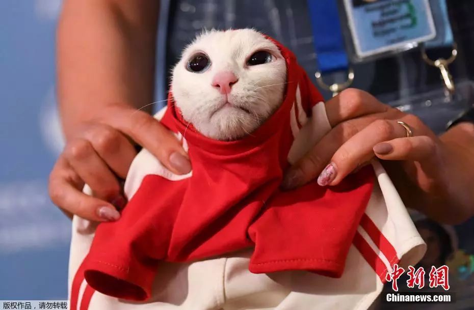 世界杯赛事今日赛程安排,世界杯今晚的赛事