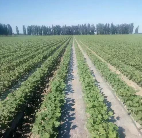 棉花蹲苗时缩节胺用量,棉花苗可以用缩节胺吗