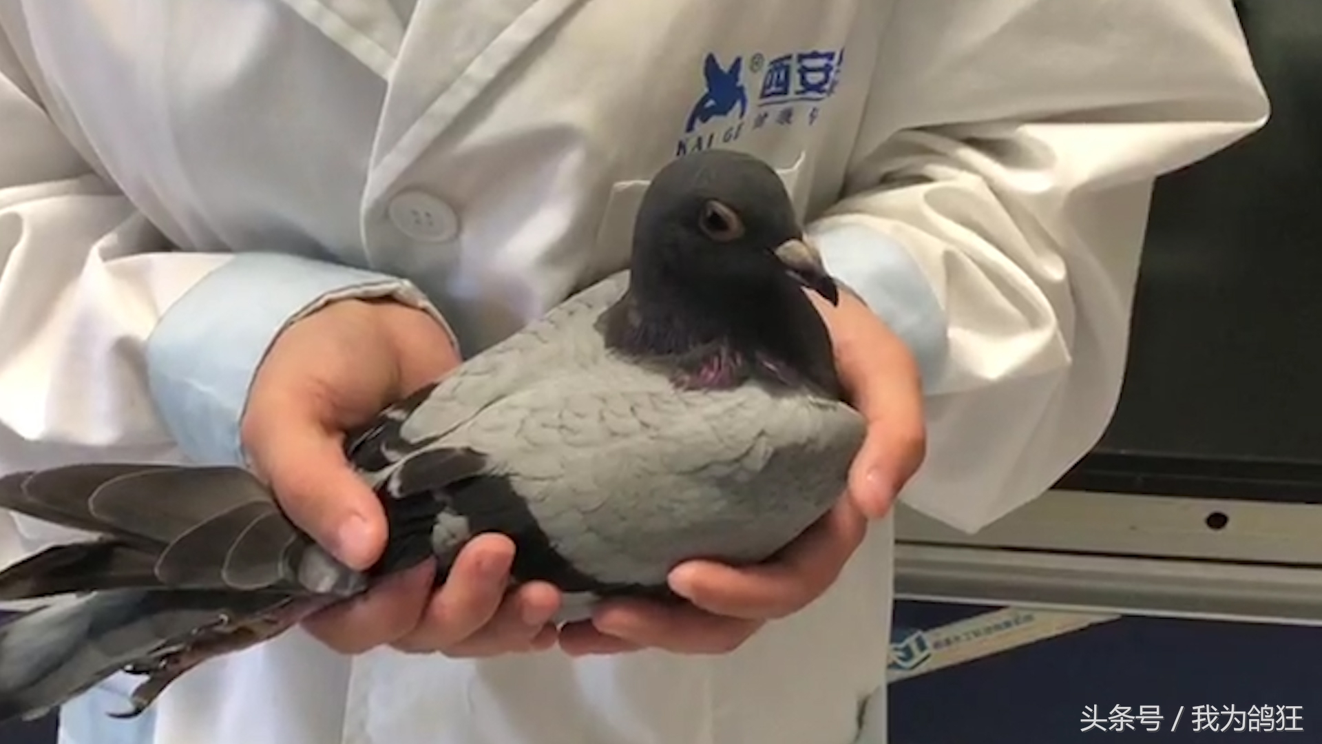 赛鸽医院专家三天治愈病幼鸽赛手重上赛场祝它赛场摘金夺银
