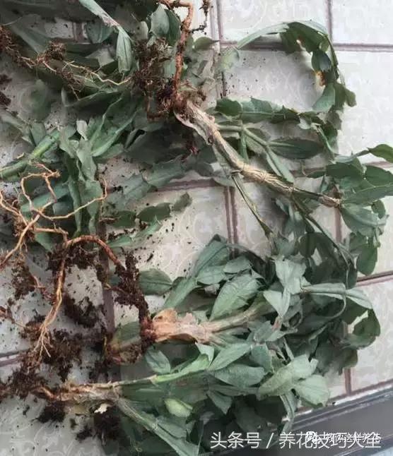 蟹爪兰长得好好的就断了怎么回事,蟹爪兰花谢了怎么处理才能复花