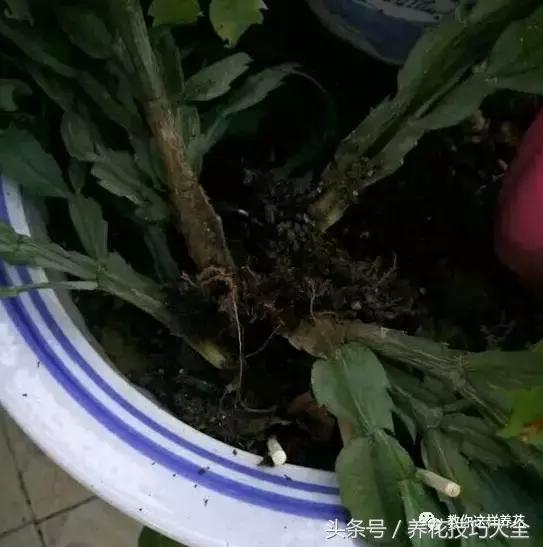 蟹爪兰长得好好的就断了怎么回事,蟹爪兰花谢了怎么处理才能复花