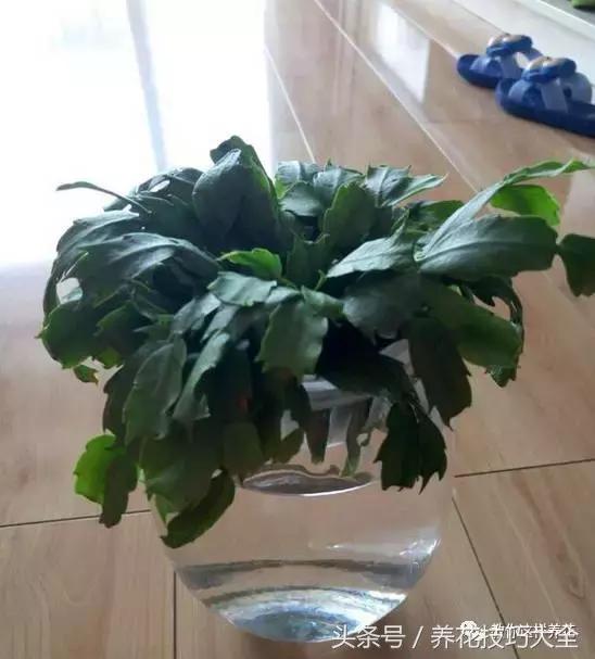 蟹爪兰长得好好的就断了怎么回事,蟹爪兰花谢了怎么处理才能复花