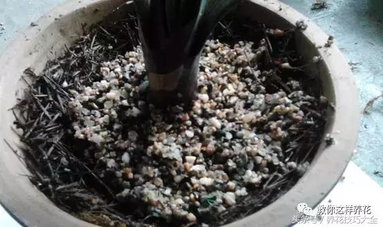 蟹爪兰长得好好的就断了怎么回事,蟹爪兰花谢了怎么处理才能复花