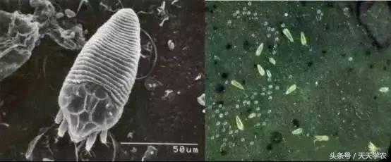 黑皮果锈壁虱,锈壁虱的黑皮能掉吗