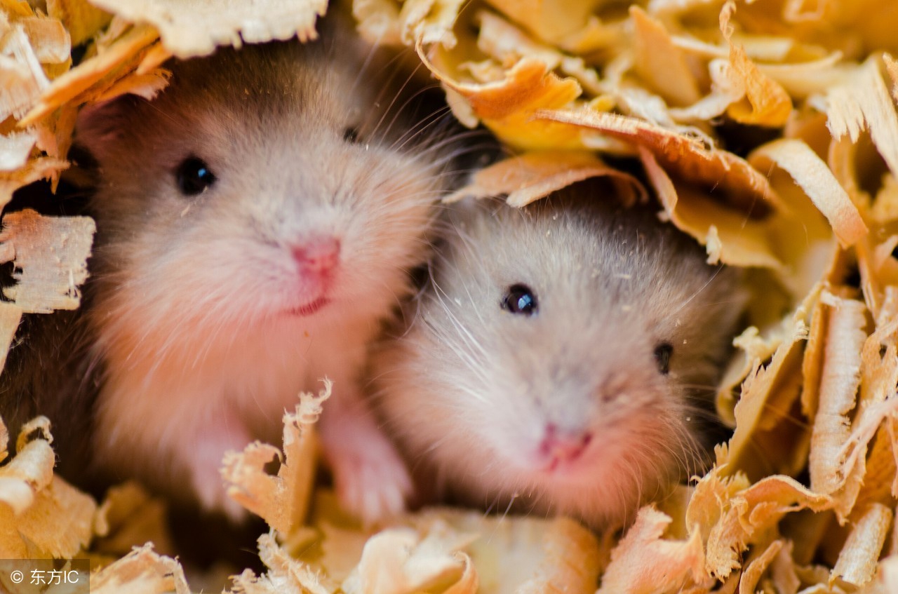 属鼠六月不顺,属鼠今年财运好吗