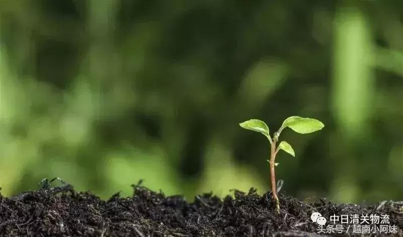 香港海关e道要被拆了”!可是代购都哭了
