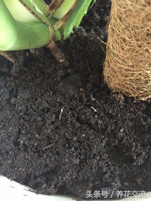 如何彻底清除室内盆栽植物里面的小白虫,小黑飞杀不完的原因