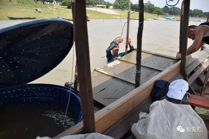 特隆贝塔如何饲养,特隆贝塔半皇与红彩区别