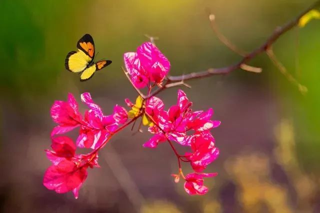 新华社攀枝花,新华社三亚