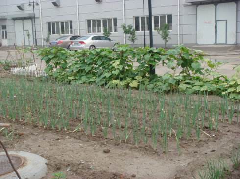 农村自留地被征收如何补偿,农村宅基地被征用后还有补偿吗