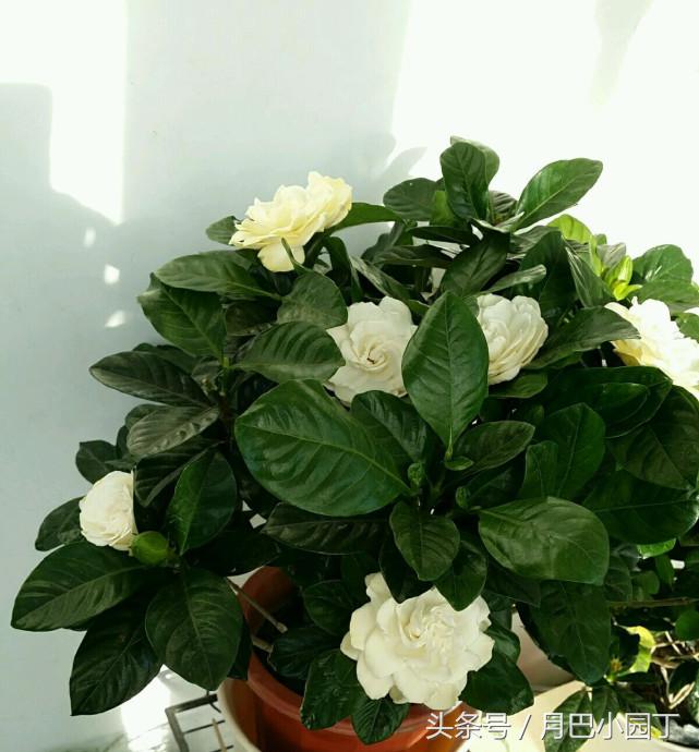 栀子花黄叶的几种处理方法,栀子花从下面出现黄叶应怎样处理