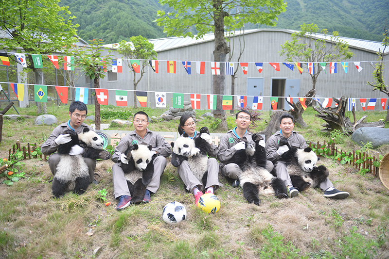 萌哭2017新生大熊猫宝宝齐亮,萌哭小熊猫幼崽