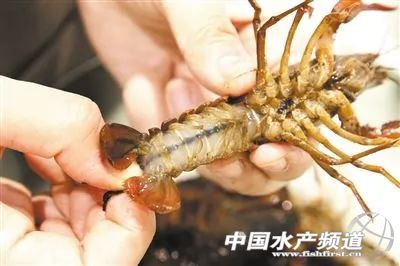 2018世界杯期间，如何正确吃小龙虾？