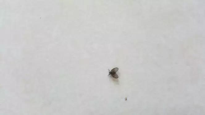 家庭花草除虫小妙招,居家除虫小妙招有这5个就够了