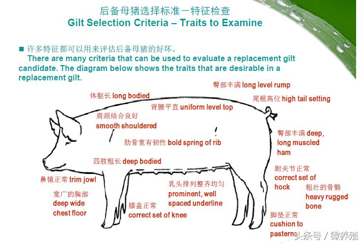 妊娠母猪的饲养管理要点有哪些,怀孕母猪后期饲养管理
