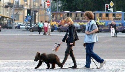 俄罗斯熊搞笑名场面,奇闻趣事之俄罗斯