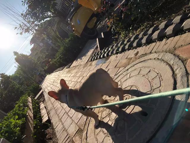 法牛跑得超快,法牛出门就趴地上不动