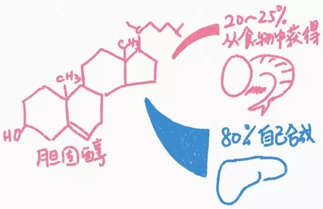 鸡蛋的蛋黄胆固醇似乎很高,鸡蛋到底会不会胆固醇升高