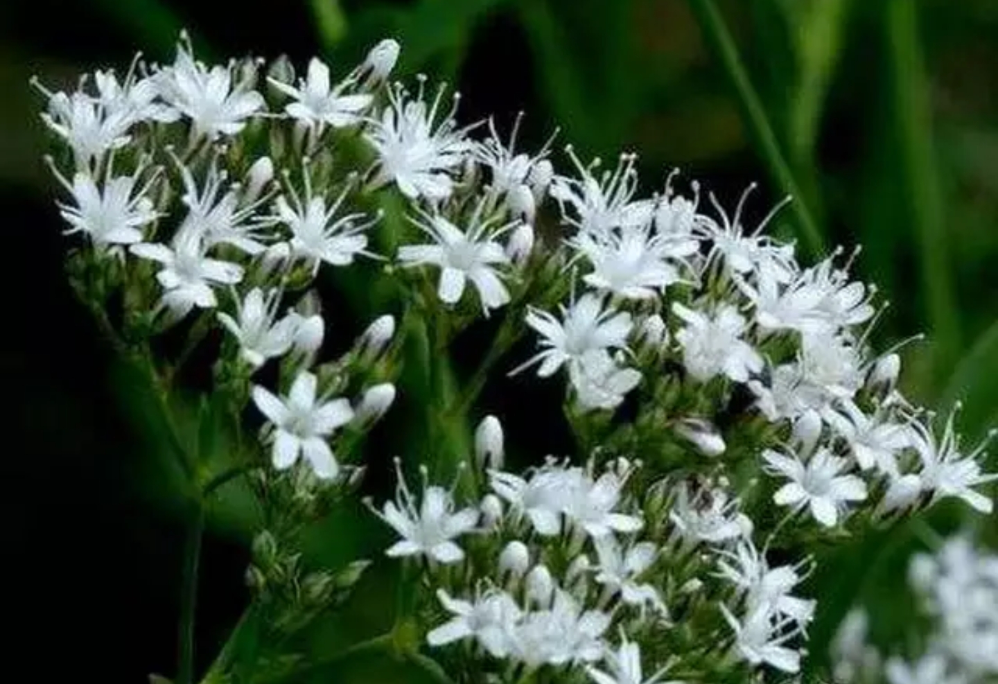 一辈子看不到的奇花异草太美了,惊艳的奇花异草