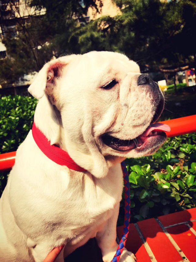 你们吸猫吸狗的方式都弱爆了看技术男如何把爱犬做进游戏