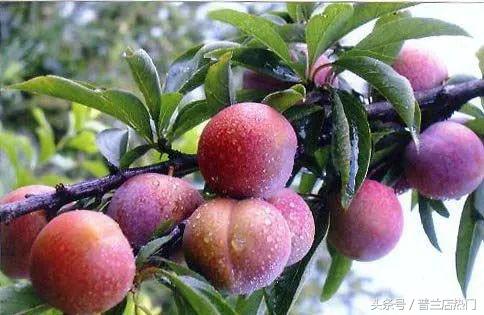 在普兰店生活有多好,我在山东刚刚好何必羡慕北上广