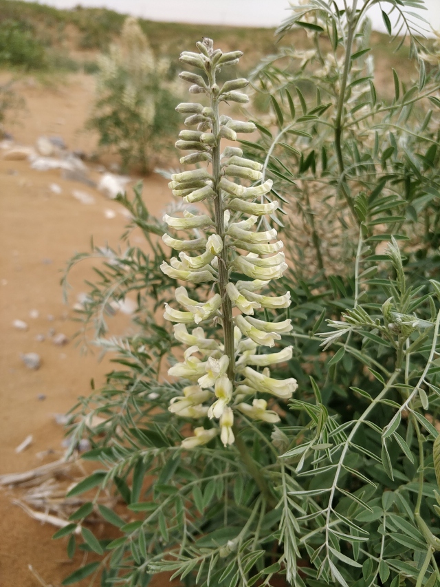 terra150adv全新车,terra150adv老款