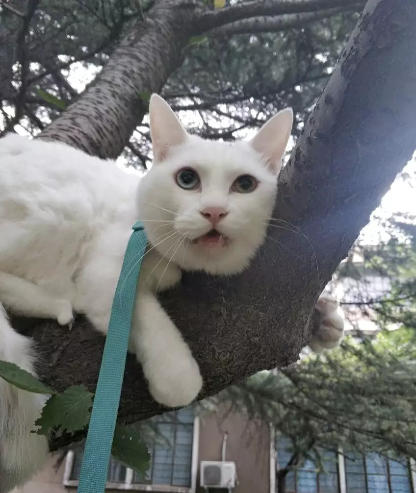 不养猫不爱狗,不养猫不养狗还可以养什么宠物