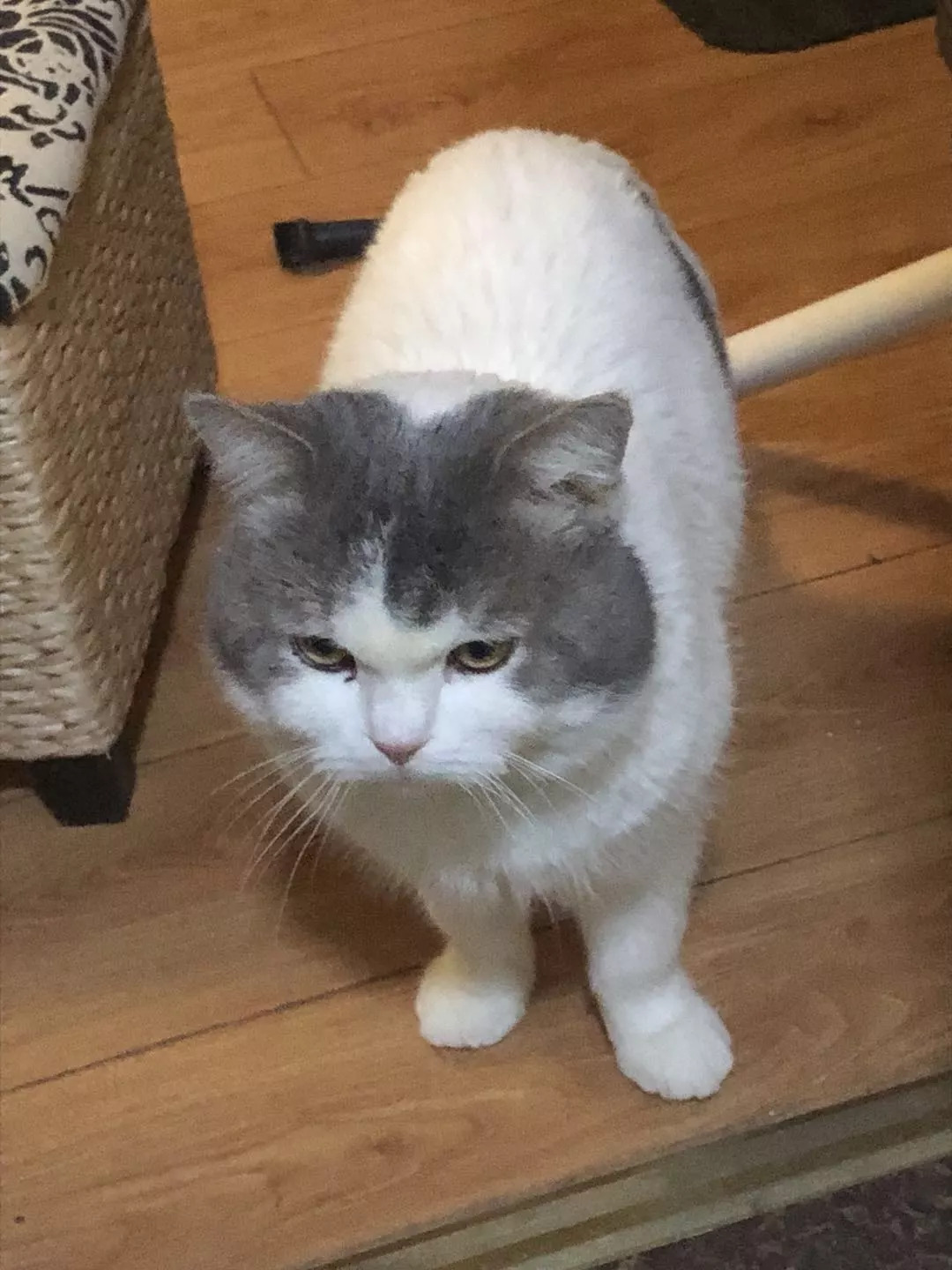 不养猫不爱狗,不养猫不养狗还可以养什么宠物