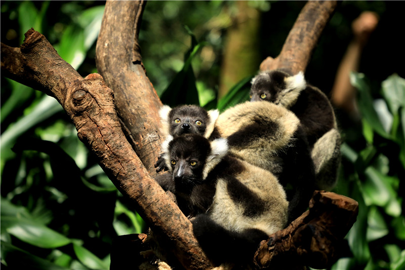 为迎父亲节，她生的“明星”三胞胎，今天终于“露面”了！