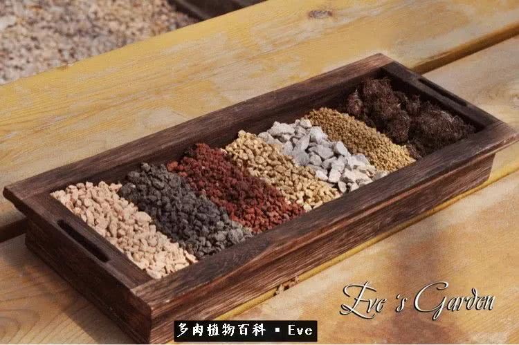 仙女杯多肉夏天大量消耗叶片,多肉植物拇指仙女杯