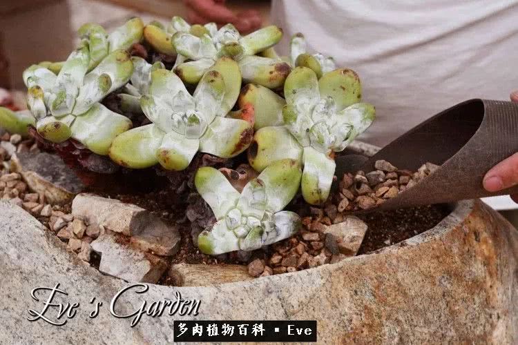 仙女杯多肉植物,拇指仙女杯也叫帕奇飞图吗