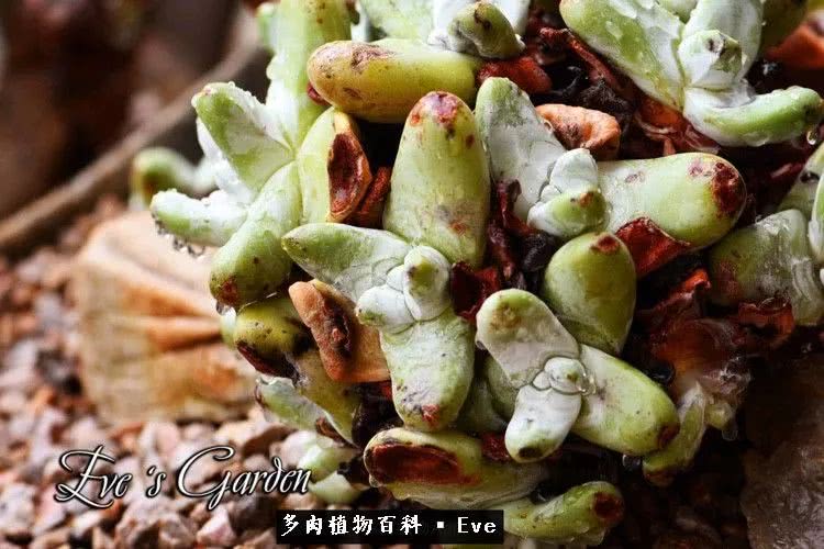 仙女杯多肉夏天大量消耗叶片,多肉植物拇指仙女杯