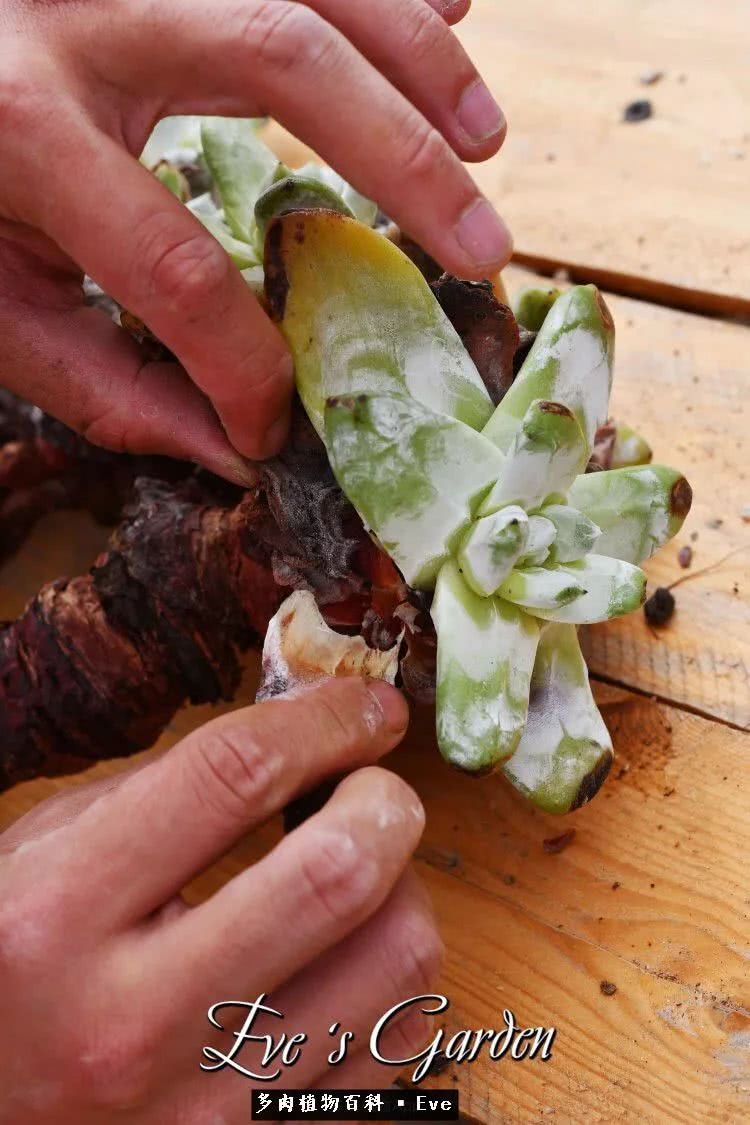 仙女杯多肉植物,拇指仙女杯也叫帕奇飞图吗
