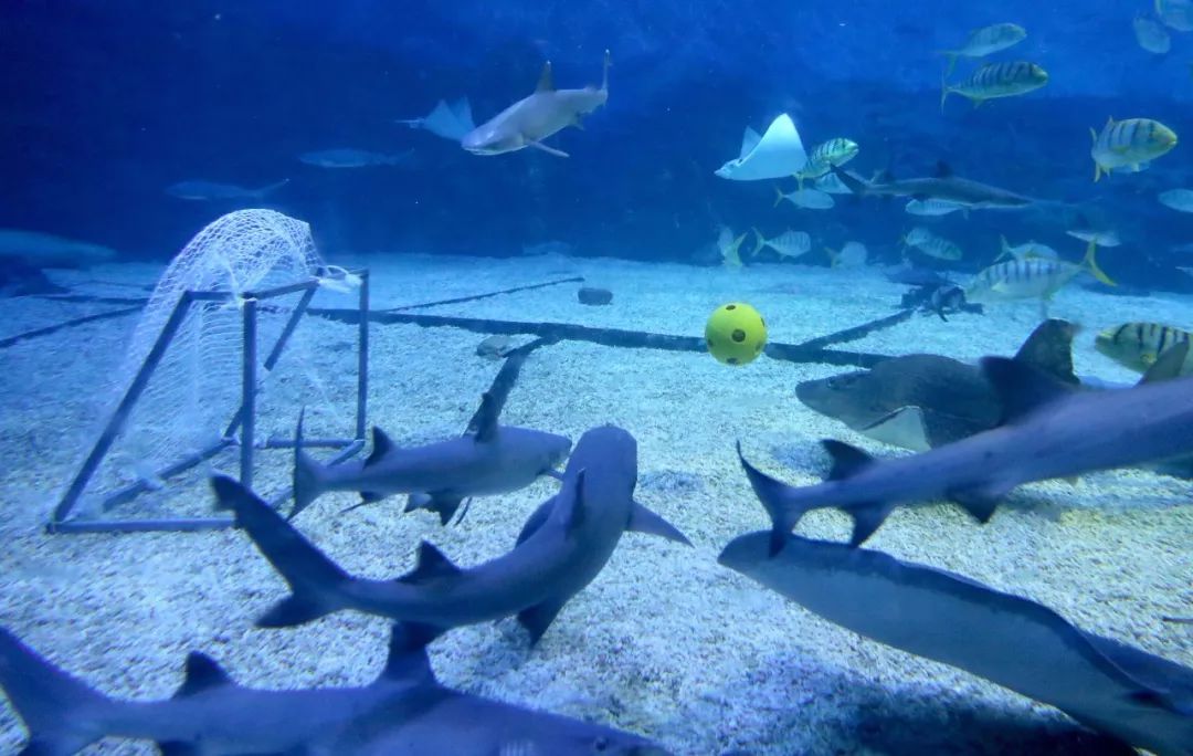 海底足球大赛,青岛海底世界杯