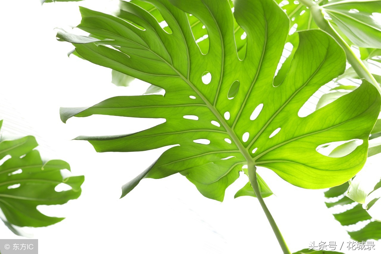 只知道母亲要送花而不知道父亲节也可以送花，快看看适合送的花吧