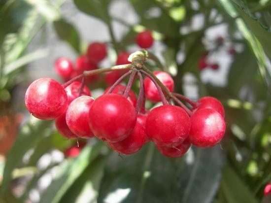 金玉满堂有什么讲究和禁忌,金玉满堂植物的意思和寓意