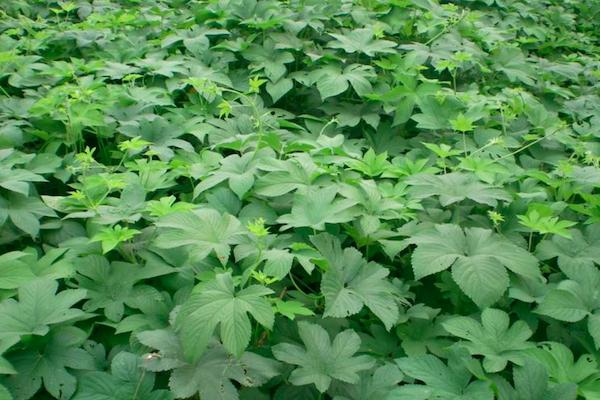 治热疙瘩,治土疙瘩用什么药