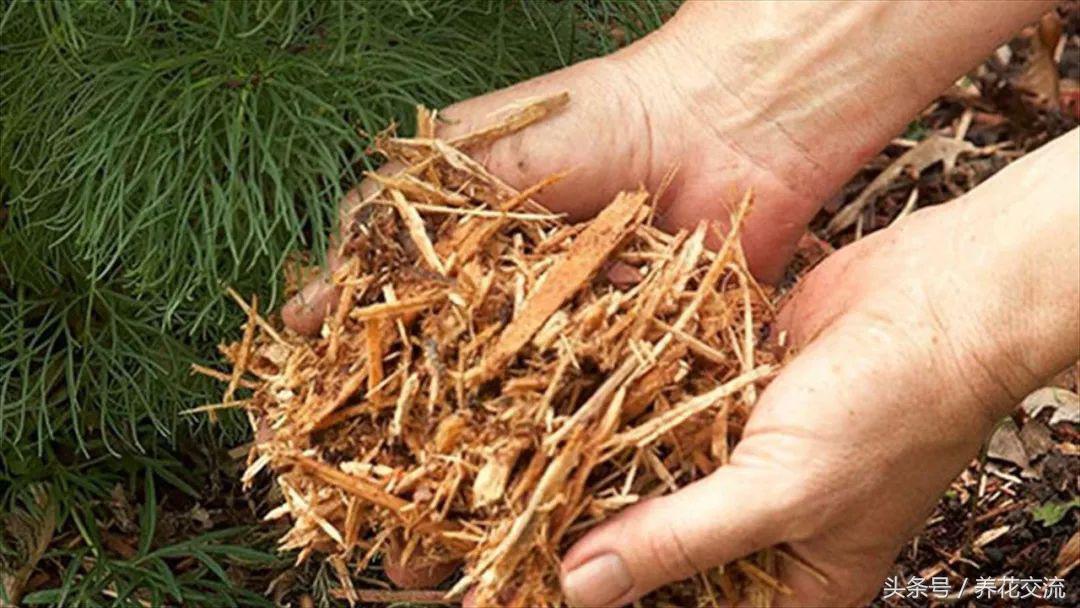 自制植物肥料制作方法,自制多肉植物的肥料