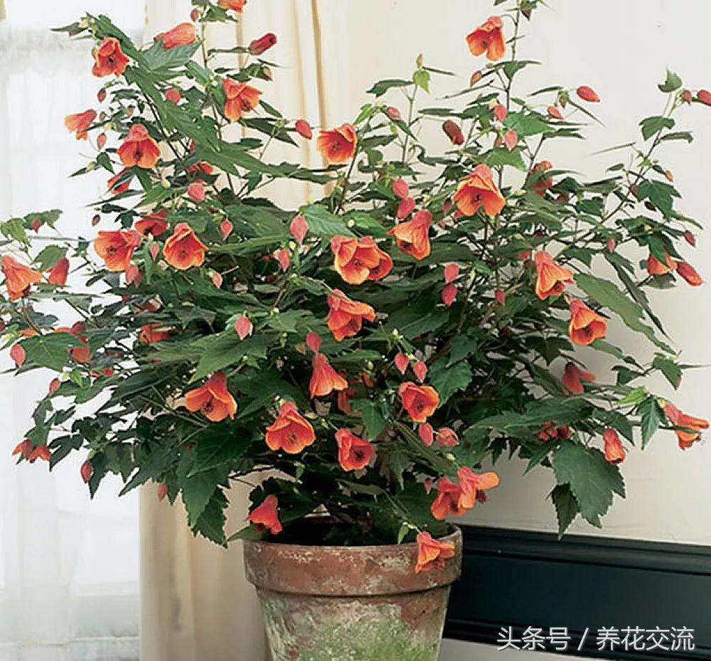 适合养在阳台的5种爬藤类花卉,北方盆栽可以多季开花的爬藤花卉