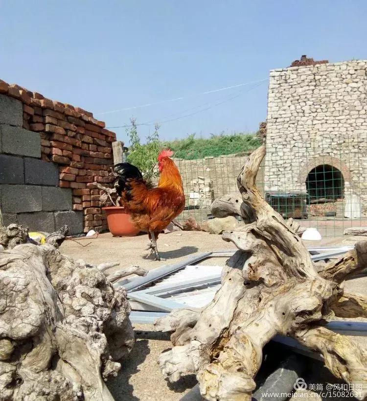 淄川龙山散养鸡,三山区散养土鸡场