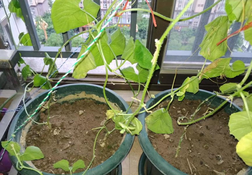 阳台种的黄瓜叶子黄了怎么办,阳台上种菜叶子全黄了什么原因