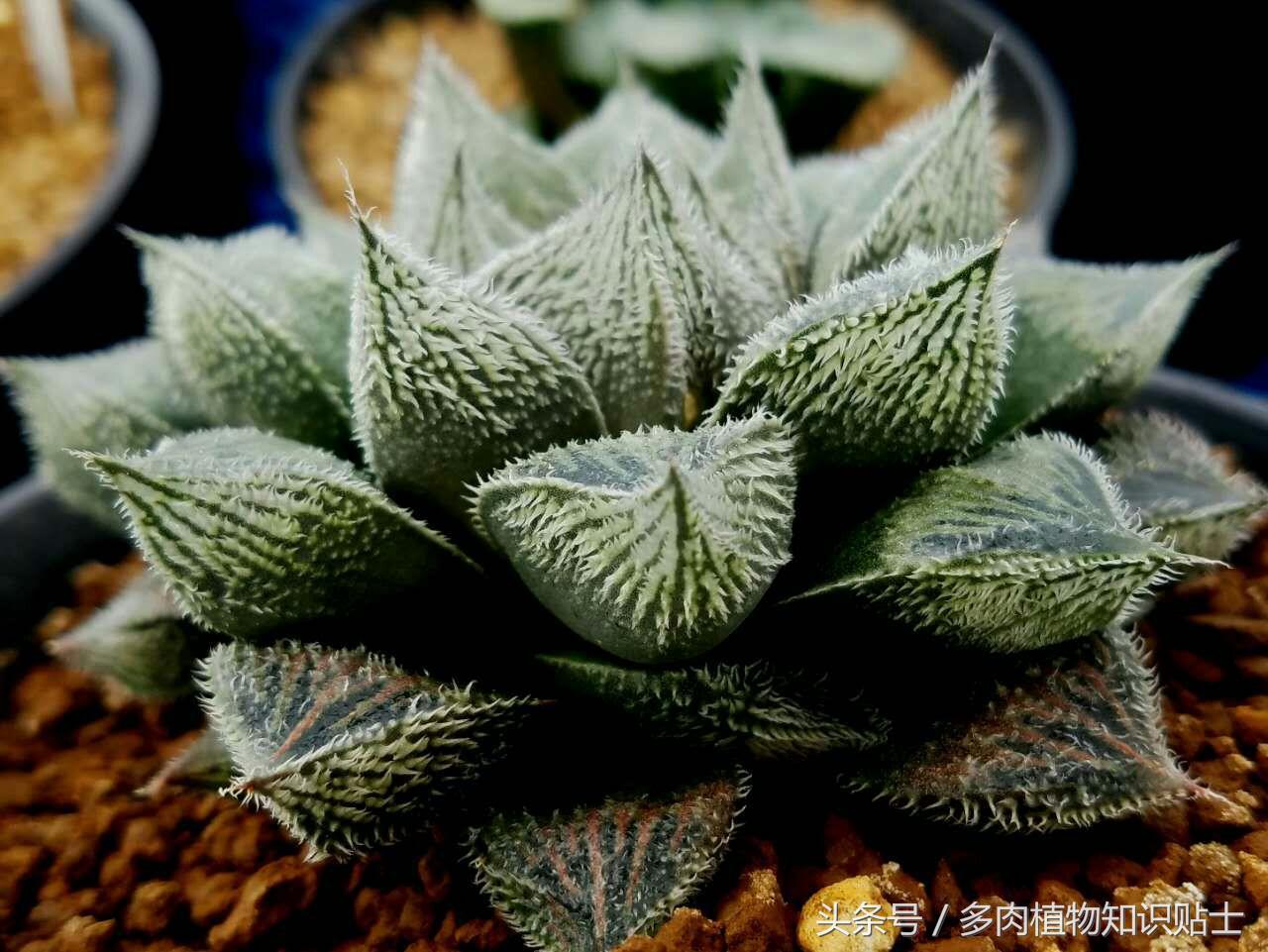 多肉怎么买才划算,多肉商家分析