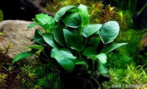 水草藻类对鱼有危害吗,水草过多对龙虾有害吗