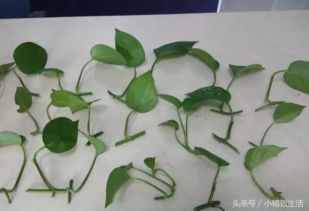 绿萝养几年越来越稀疏,绿萝养久了怎么越来越稀