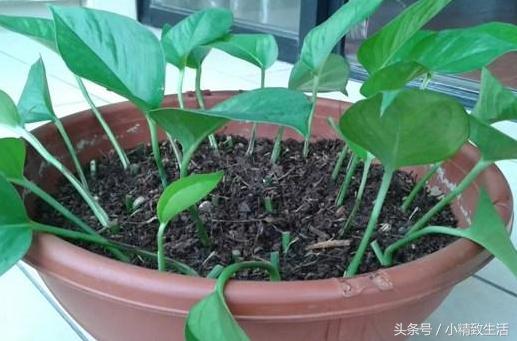 怎么才让绿萝长得茂盛不黄叶,怎么把绿萝养得又粗又壮不长黄叶