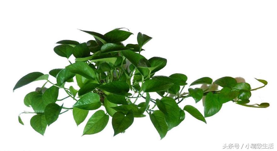 怎么才让绿萝长得茂盛不黄叶,怎么把绿萝养得又粗又壮不长黄叶